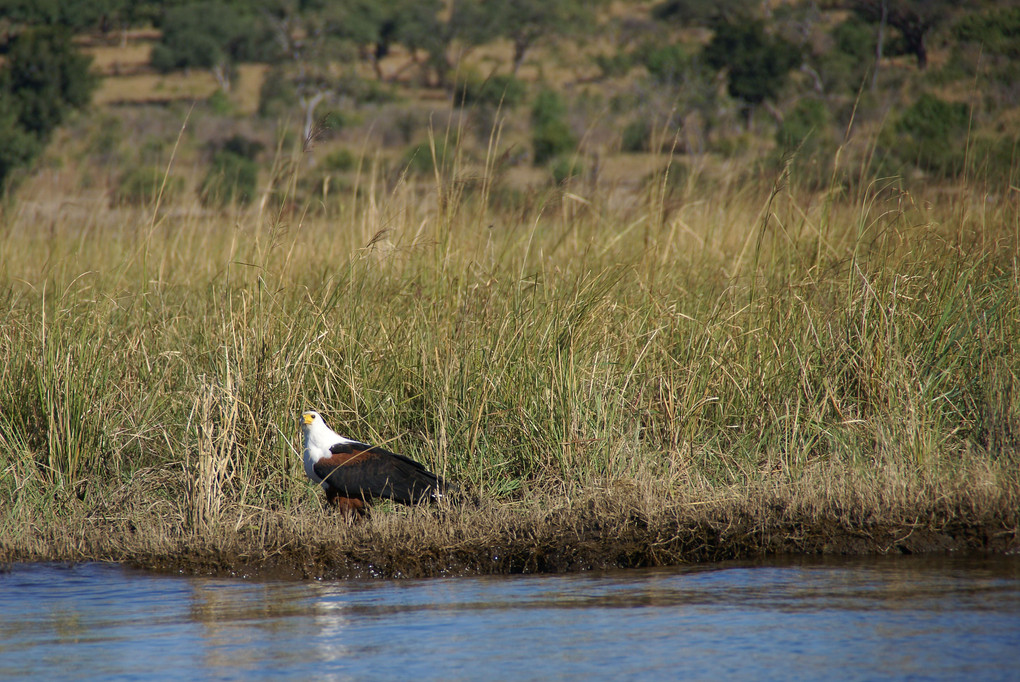 もう一度遠くに行きたい！　南アフリカ　チョベ国立公園の鳥たち