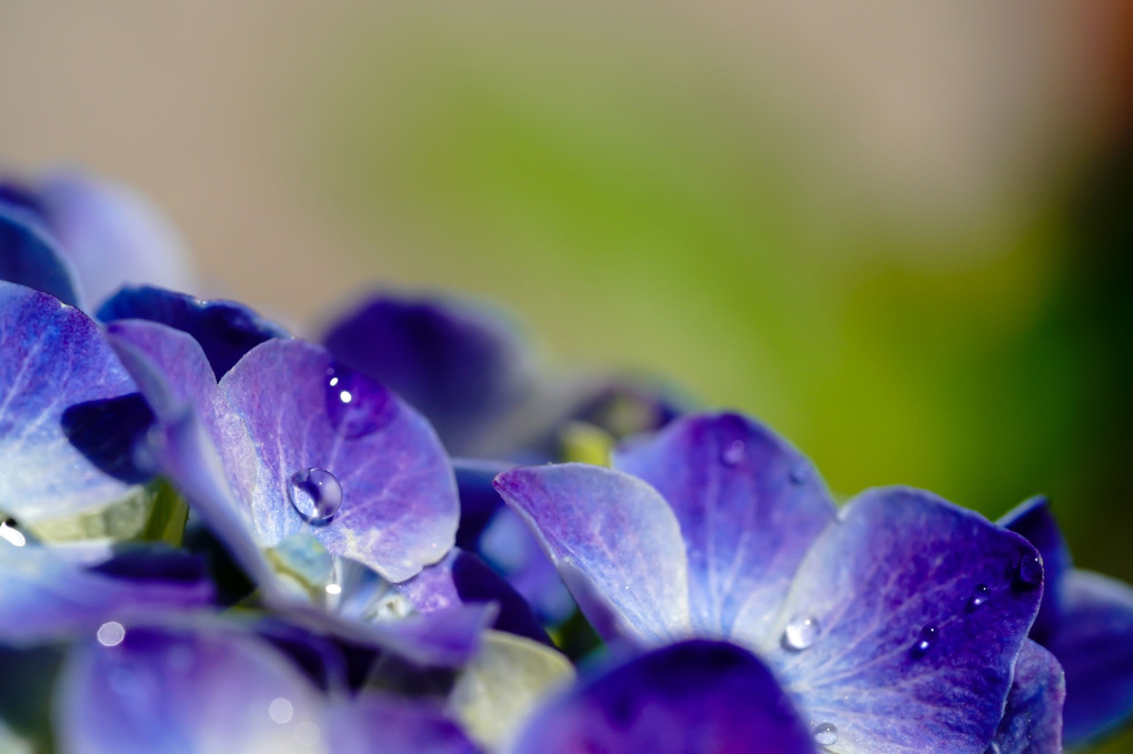 水も滴るいい紫陽花