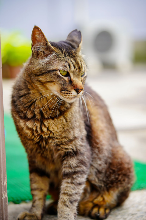 さすらい猫