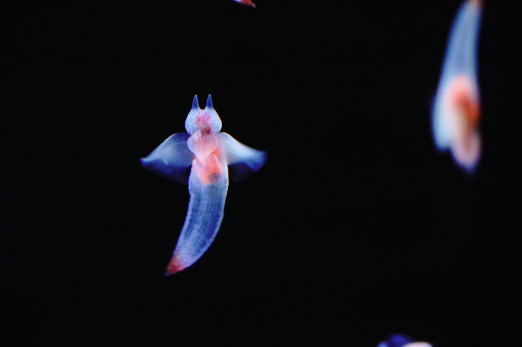 海の生物