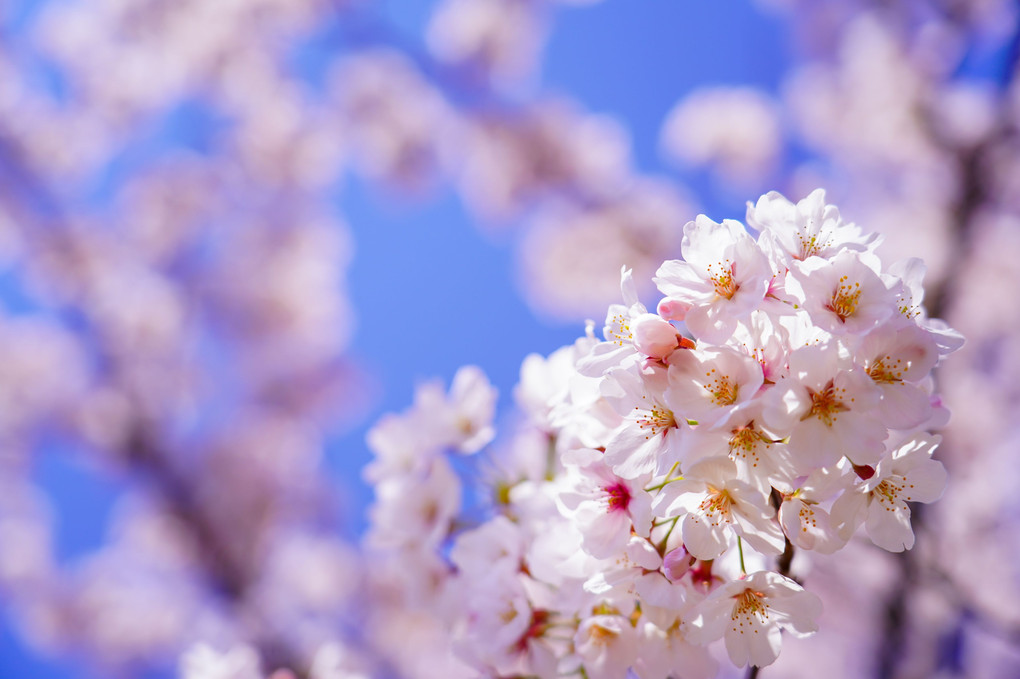 桜花絢爛