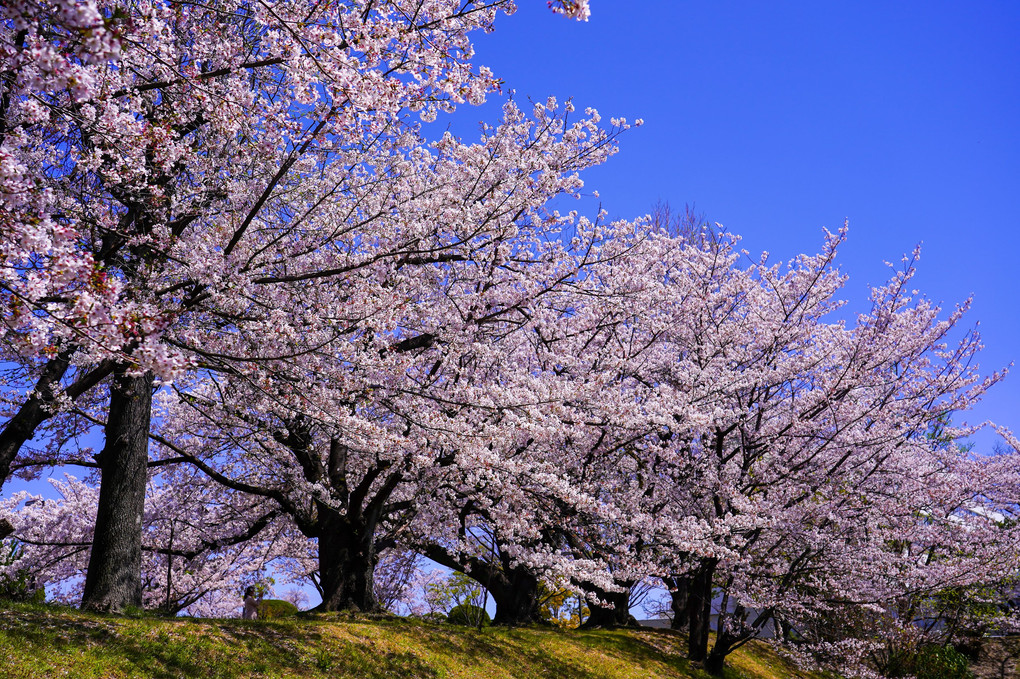 桜花絢爛