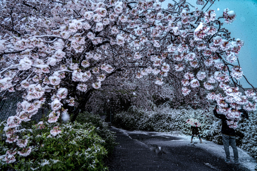 桜雪の降った日