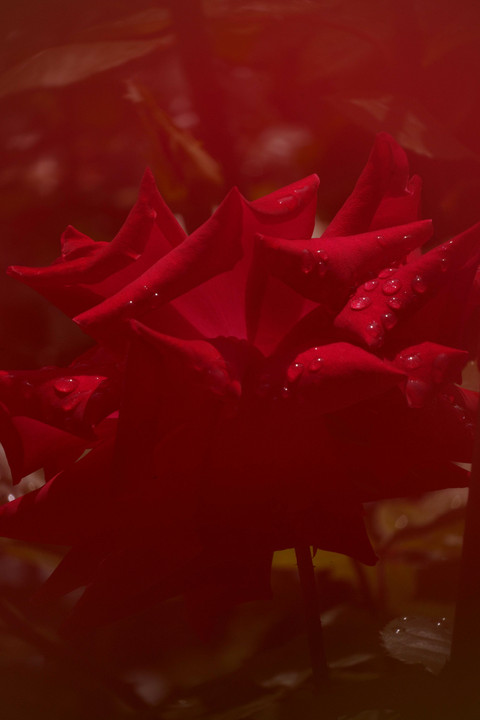 朝露を纏った赤い薔薇