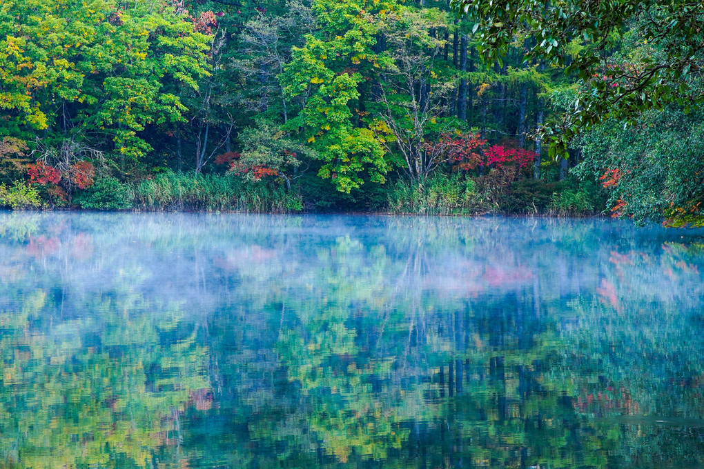 早朝の池に霧が漂う