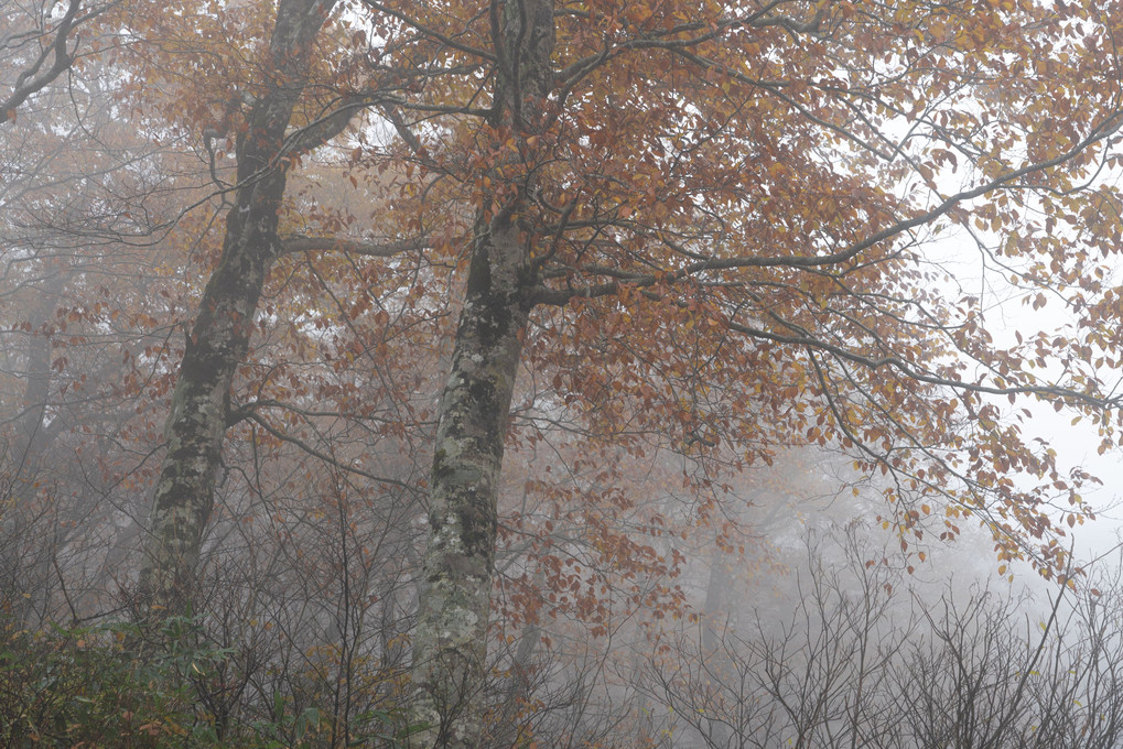 霧を纏って深山の秋