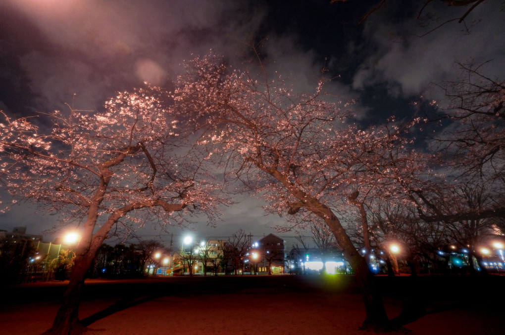 桜ゲート