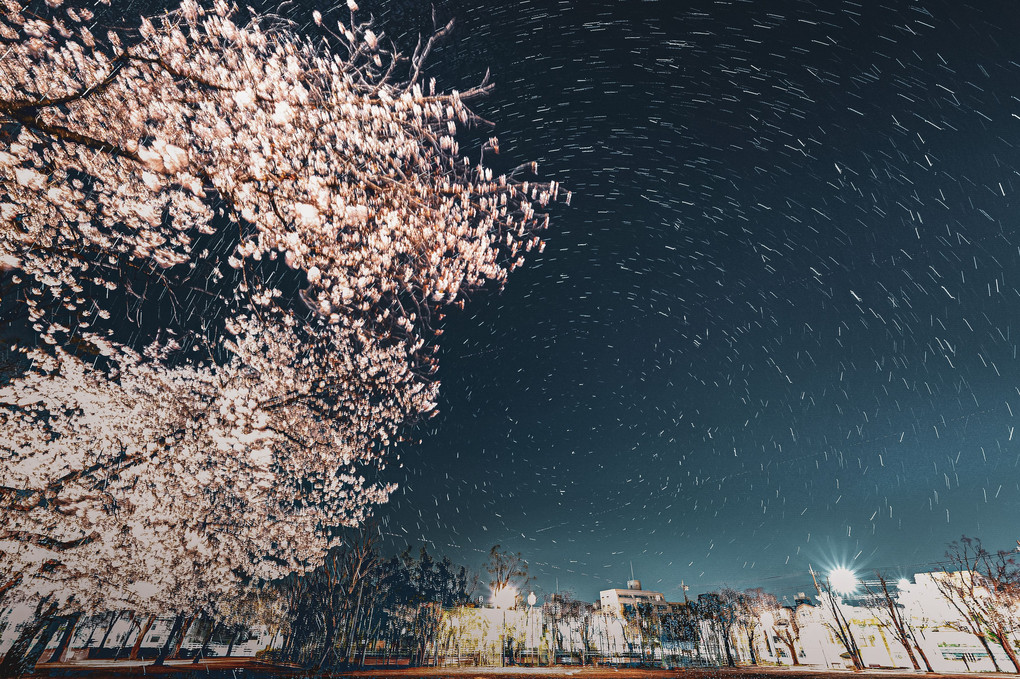 公園の桜の上に星が降る