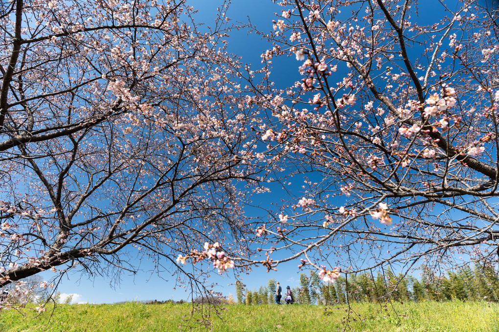 埼玉県の幻の桜