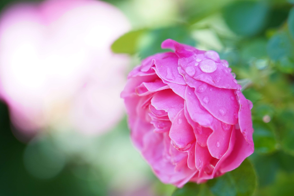 雨の中の薔薇は美しい（のだけど、撮影は色々と気を使うので面倒だ(^_^;）