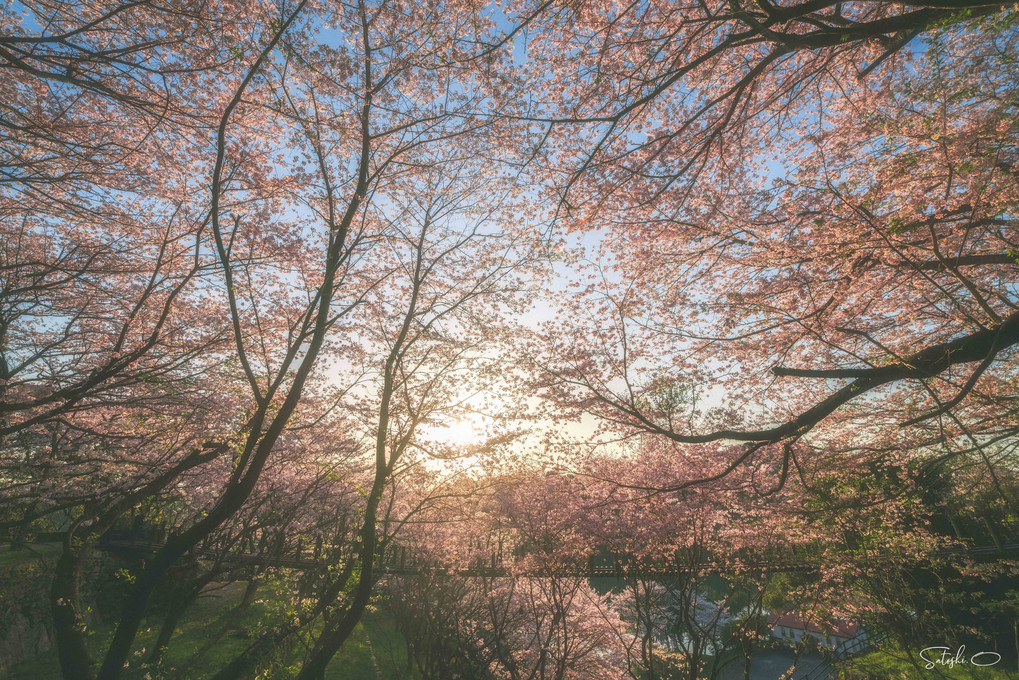 桜の吊り橋