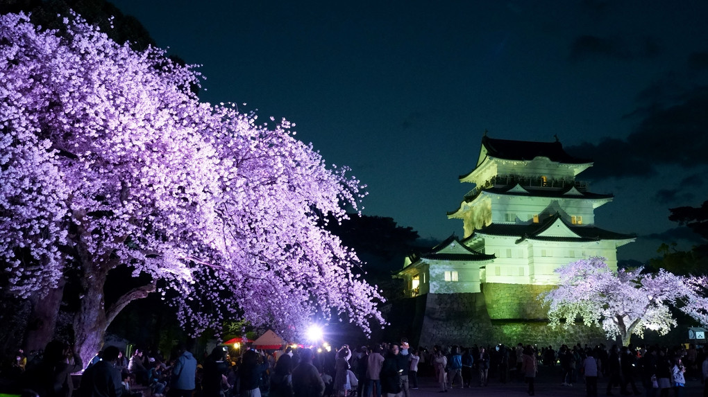 小田原城　夜桜と照明