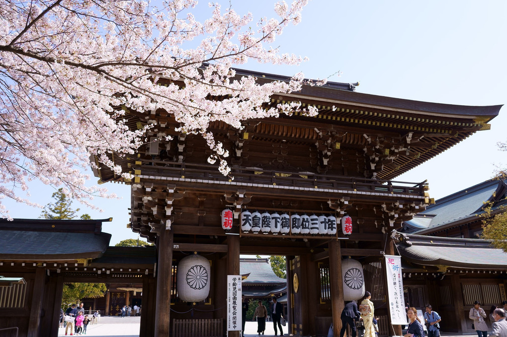 寒川神社　桜と山門