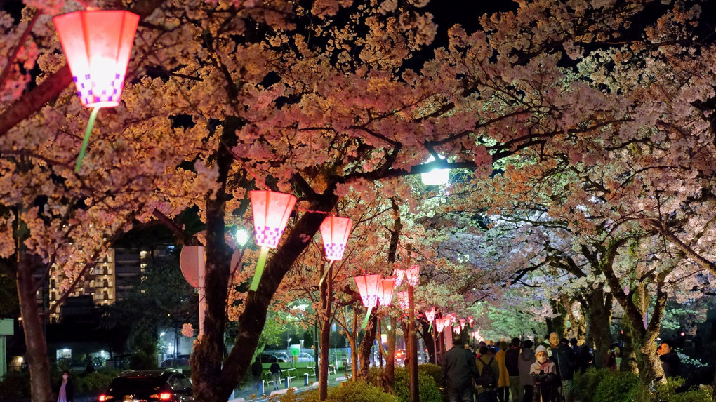 小田原　お堀の夜桜