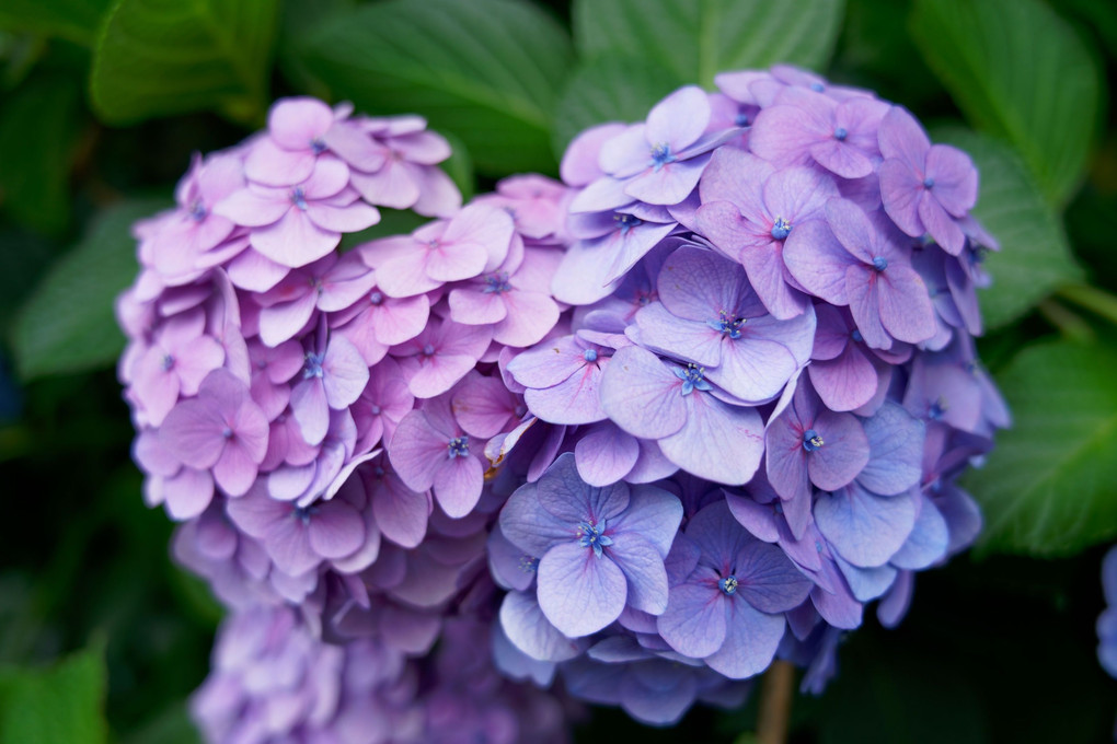 江ノ島の紫陽花