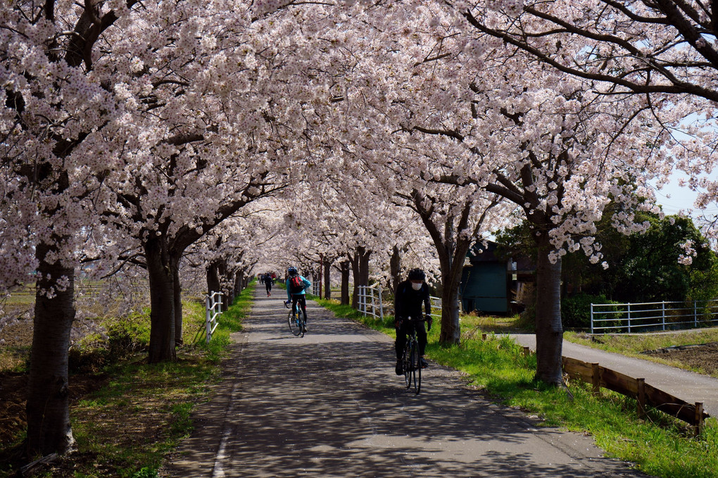 桜のサイクリングロード