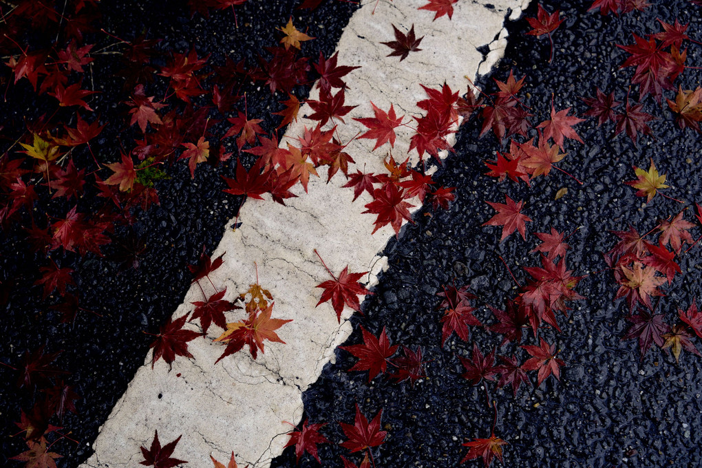路上の秋