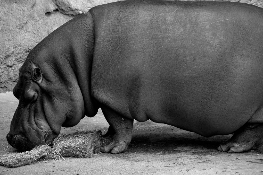 動物園に行こう！