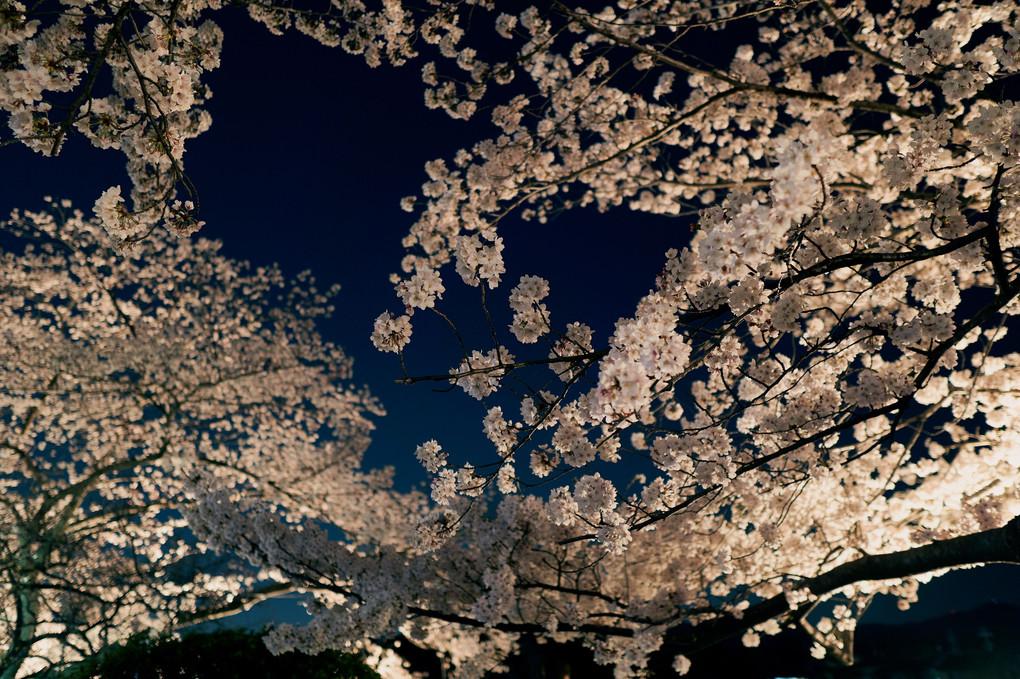 八条ヶ池の夜桜