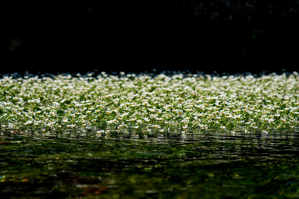 梅花藻咲く川