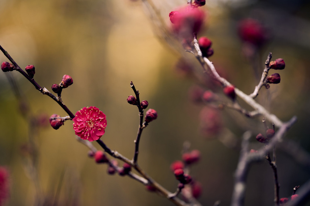 紅梅