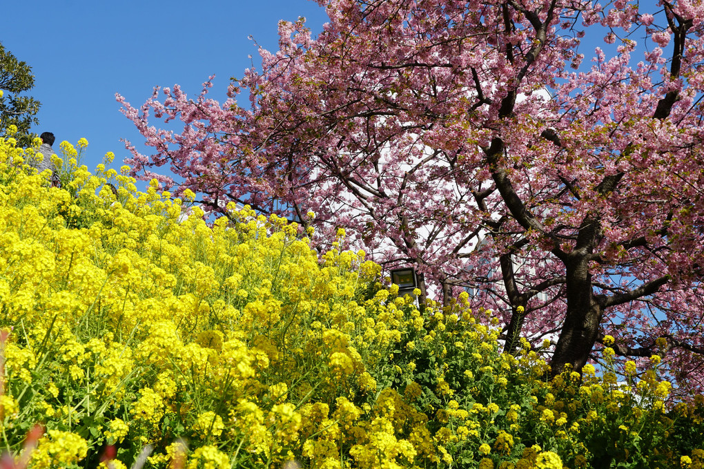 菜の花と桜