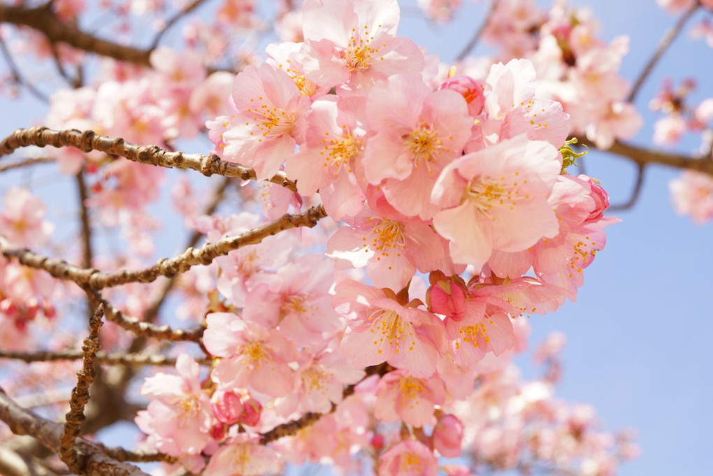 伊勢崎市民の森公園の河津桜(^○^)