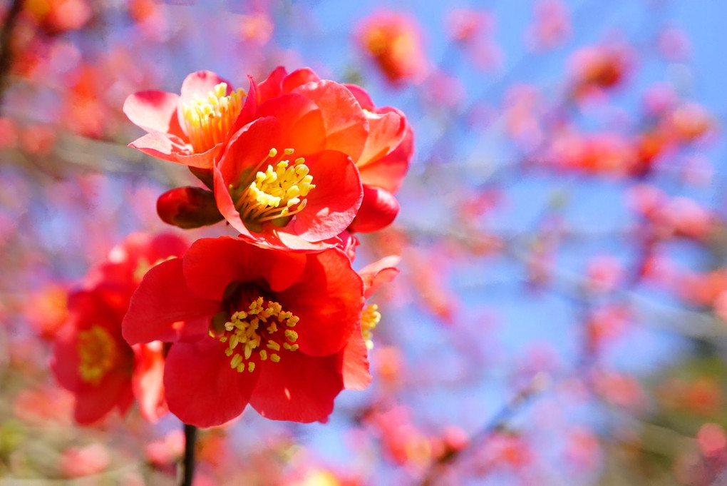 太田冠稲荷神社の木瓜の花