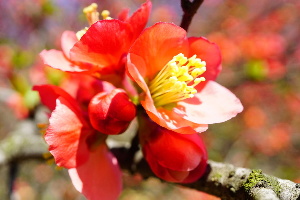 太田冠稲荷神社の木瓜の花