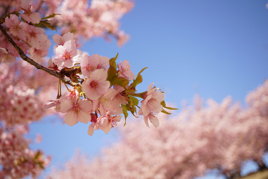 河津桜が満開でした♪