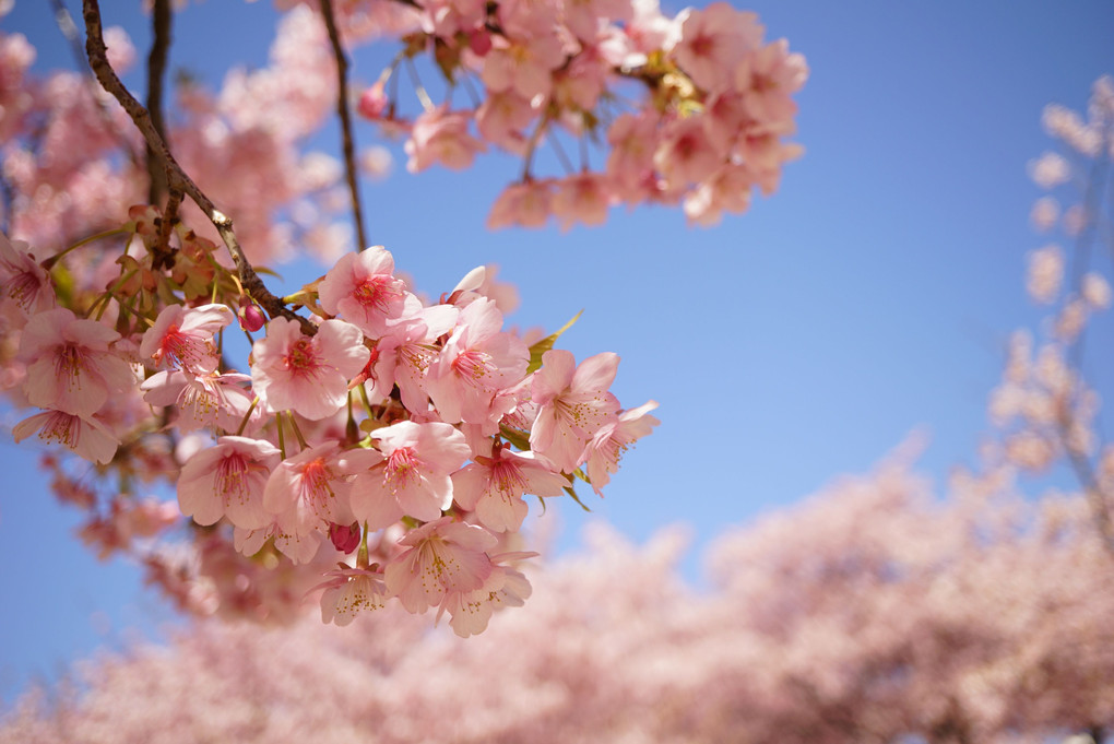 河津桜が満開でした♪