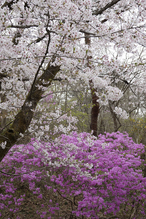 春の宝登山神社