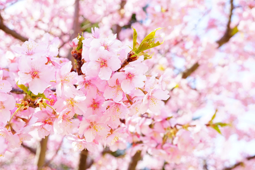 河津桜満開です♪
