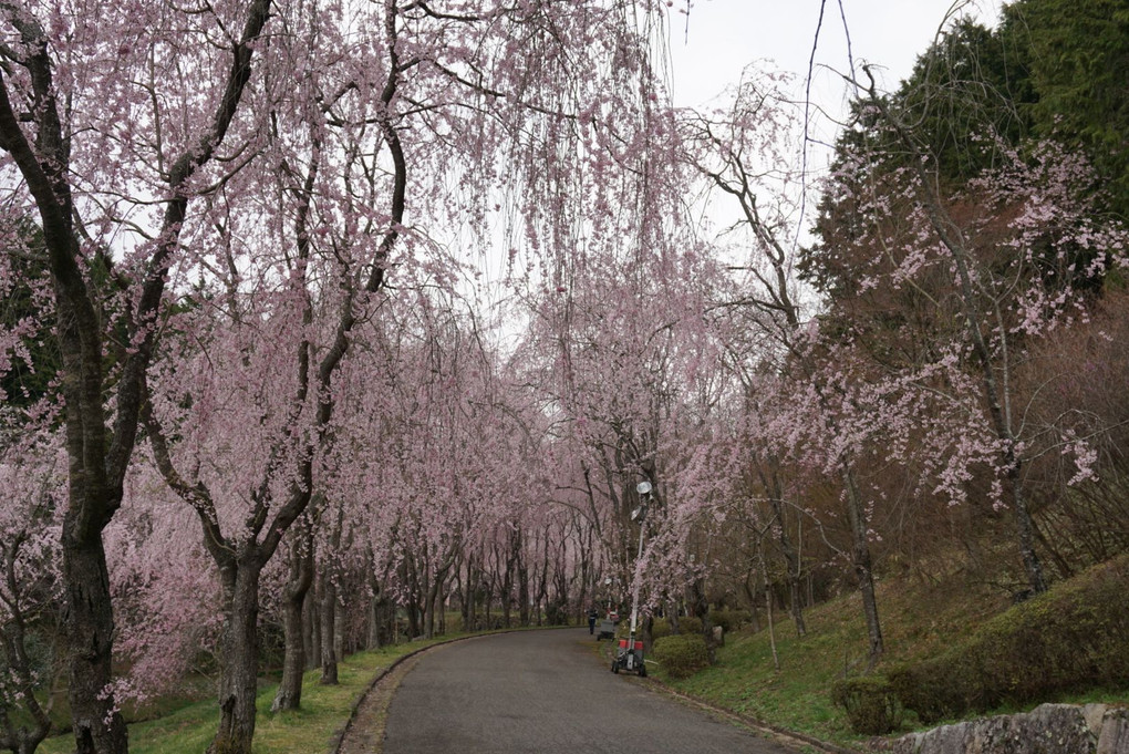 20180407甲山垂れ桜