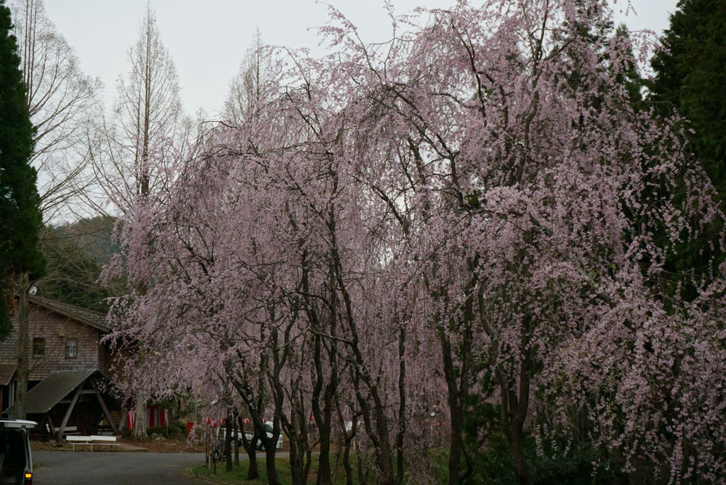 20180407甲山垂れ桜