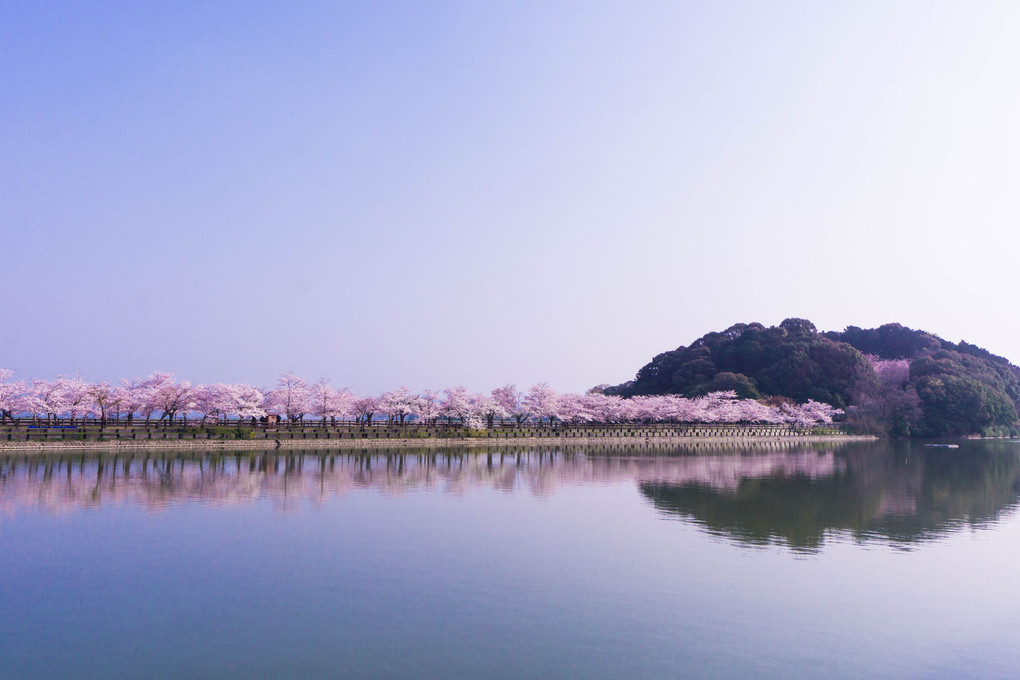 桜リフレクション-亀鶴公園