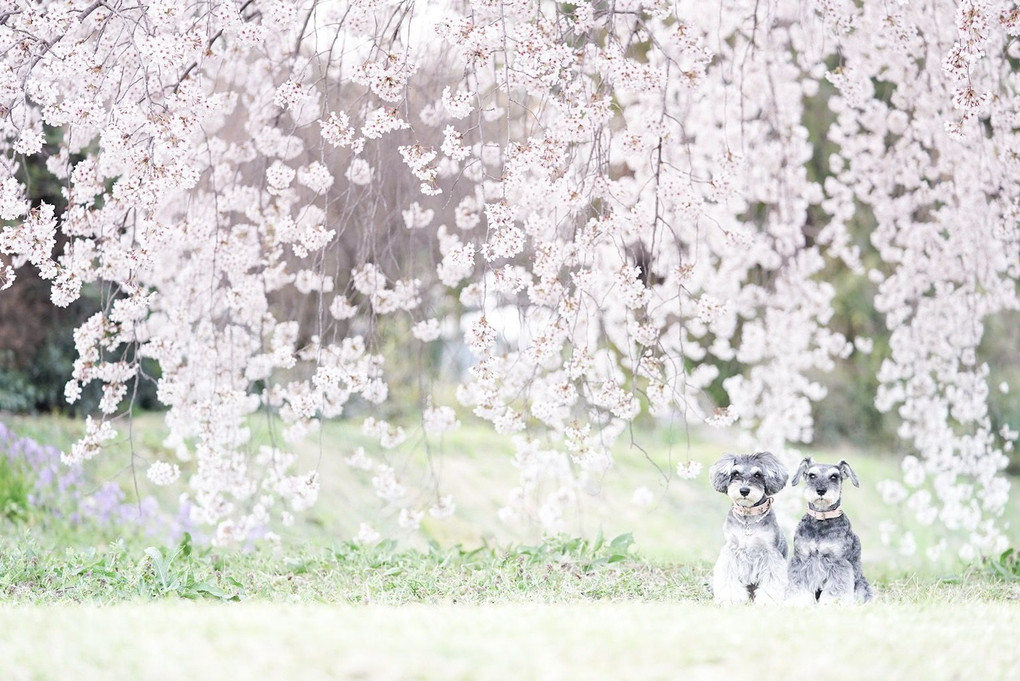2018 Cherry Blossoms Dogs 3