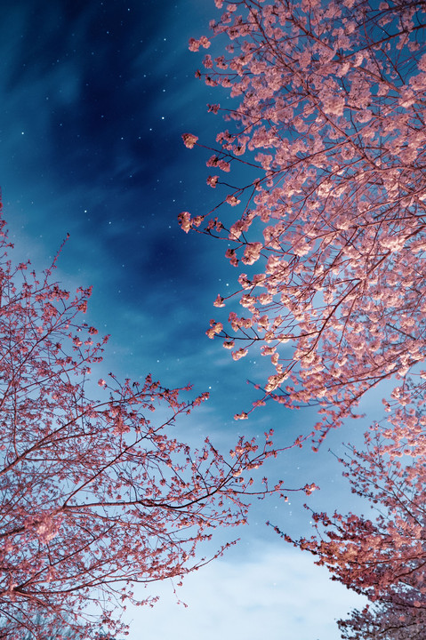 夜桜