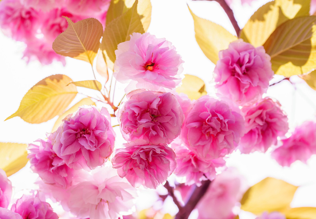 ピンク色の桜