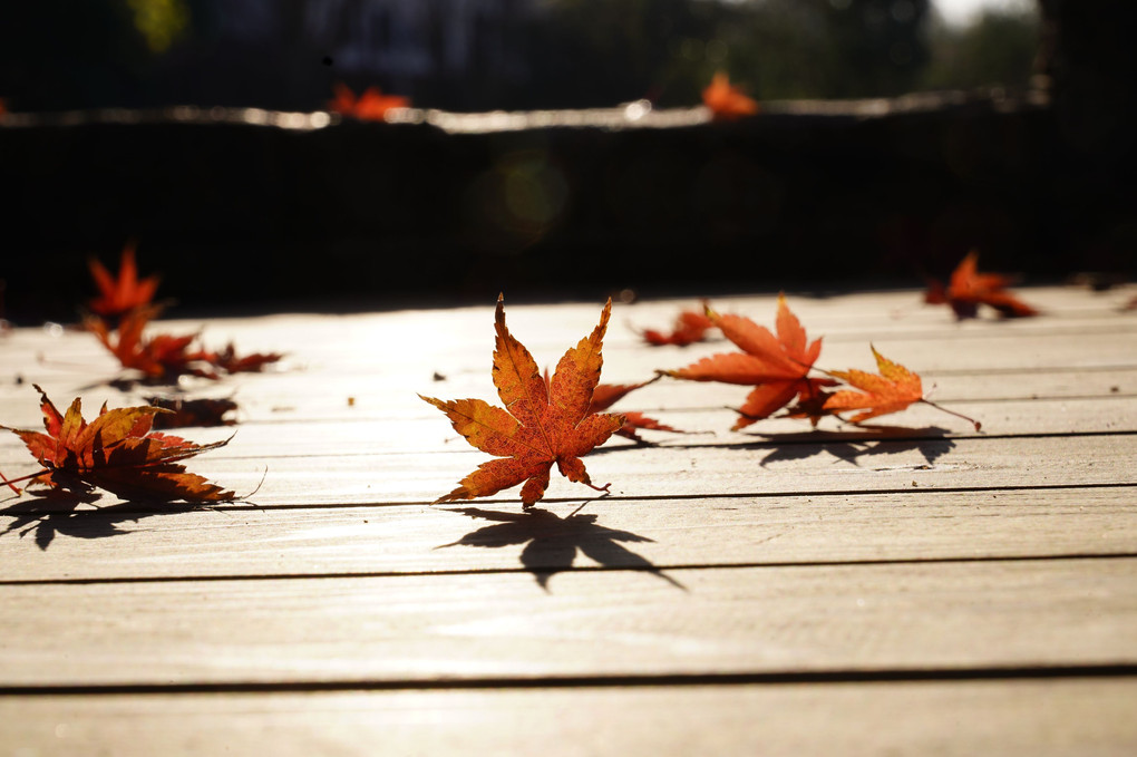 最後の紅葉