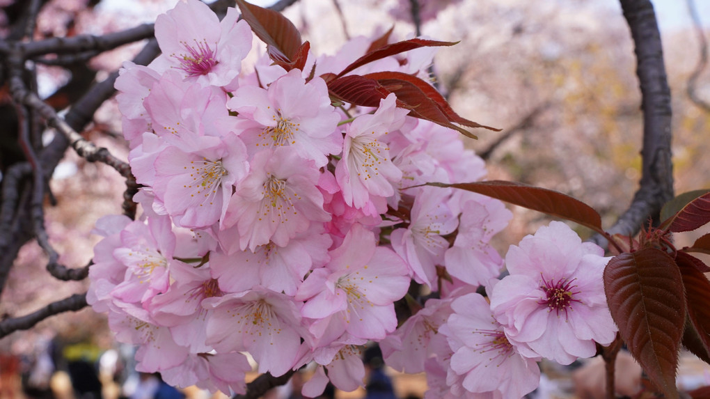 ピンク色桜