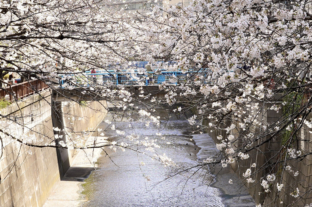 春風ポタリング散歩〜さくらの川