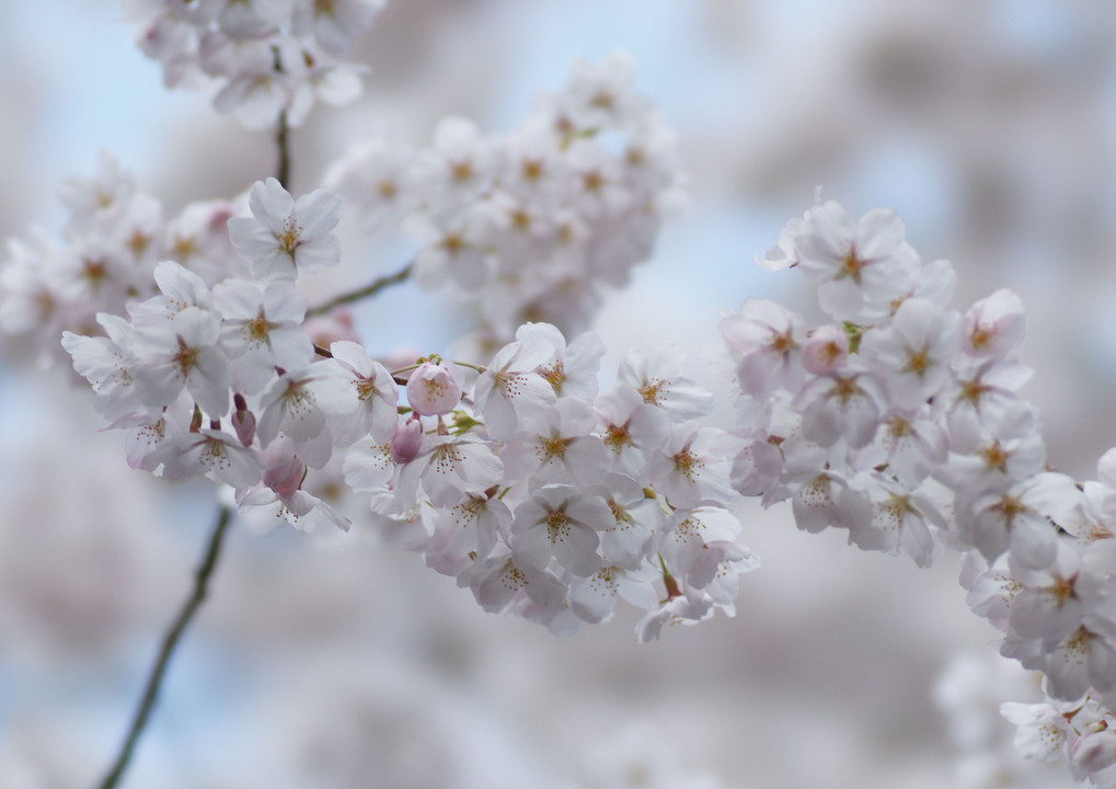 塩竈神社の桜。 part2