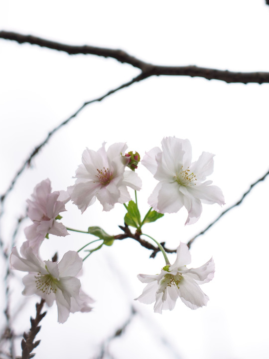 ジュウガツ桜