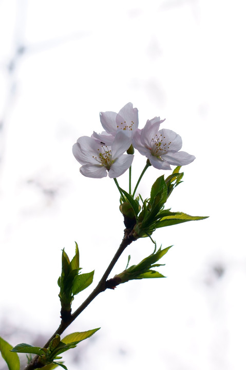 目黒川雨桜