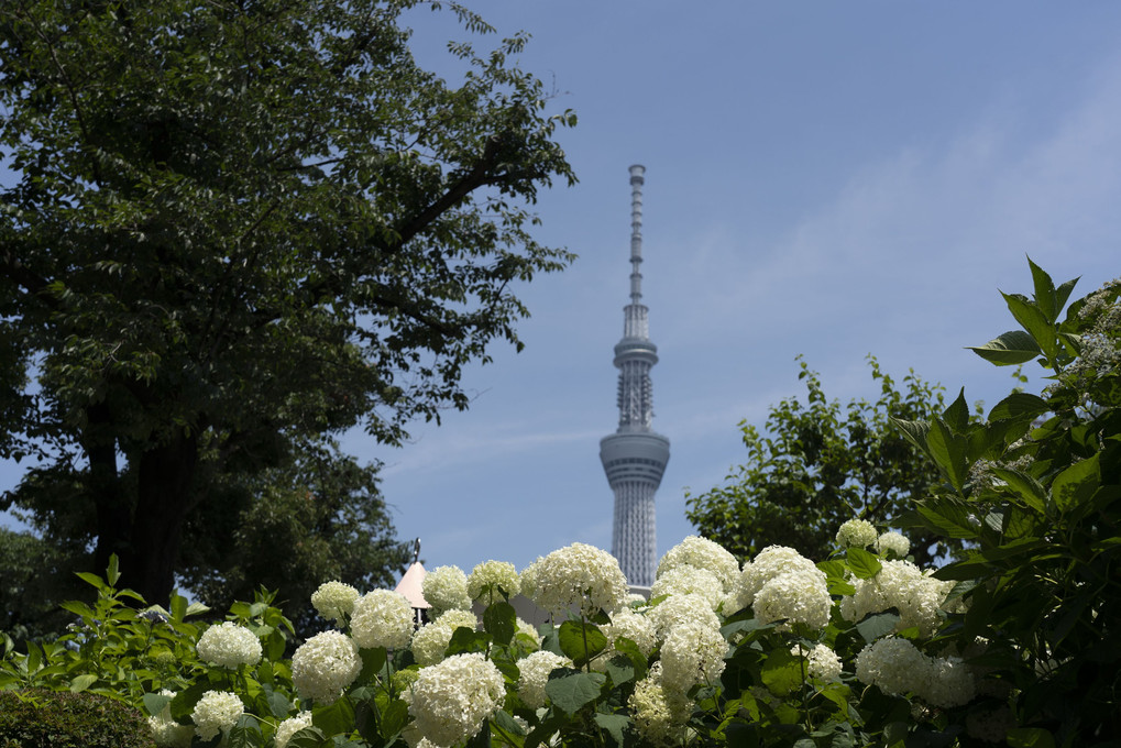 SUMIDA RIVER WALK