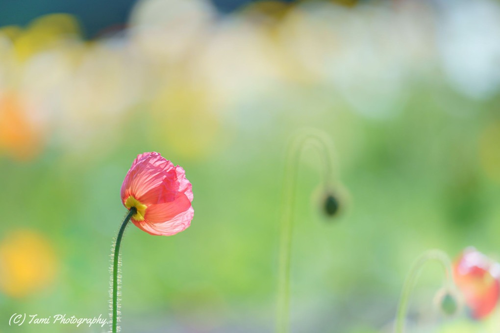 Pink iceland poppy.