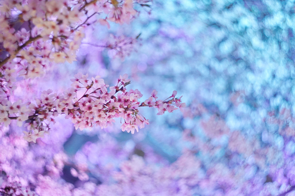 夜桜ファンタジー