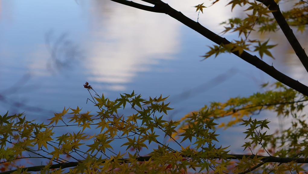 紅葉渓庭園