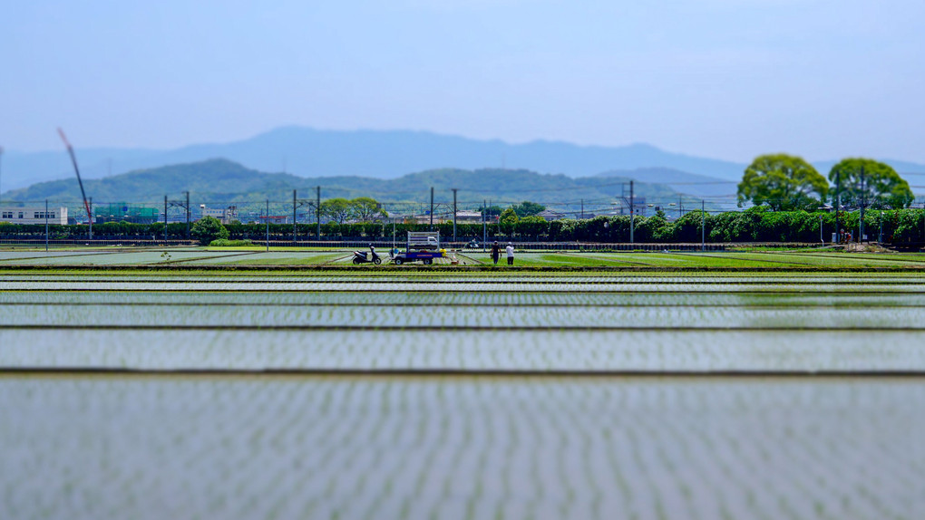 田植え